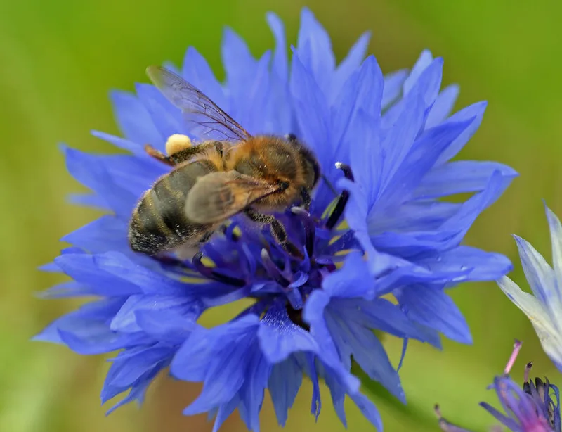 bee on flower 2